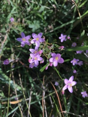 Centaurium erythraea
