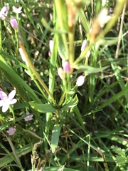 Centaurium erythraea