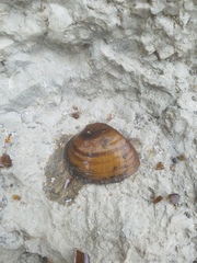 Ellipsaria lineolata