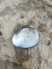 Ellipsaria lineolata