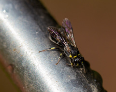 Hylaeus affinis