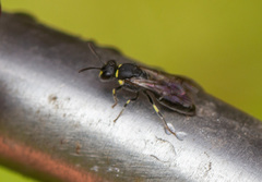 Hylaeus affinis