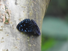 Hamadryas laodamia saurites