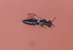 Hylaeus affinis
