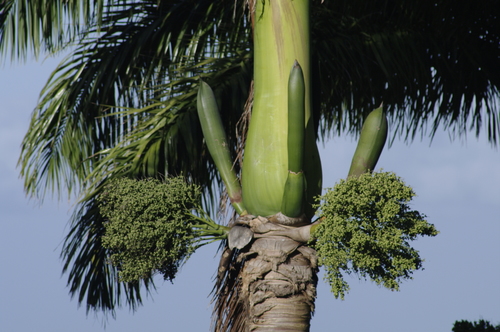 Image of Roystonea oleracea by (c) Eric Knight, some rights reserved (CC BY)