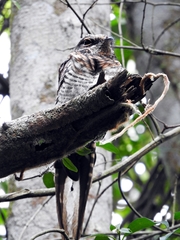 Macropsalis forcipata