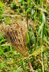 Ephippiger persicarius
