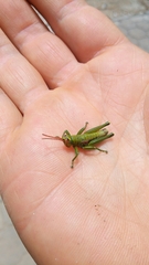 Agesander ruficornis