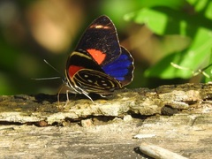 Callicore texa titania