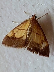 Evergestis limbata