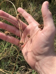 Cyperus echinatus