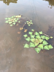 Trapa natans bispinosa