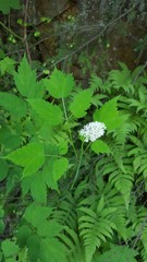 Actaea rubra rubra