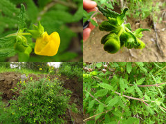 Calceolaria ascendens
