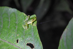 Pristimantis acuminatus