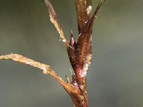 Najas guadalupensis