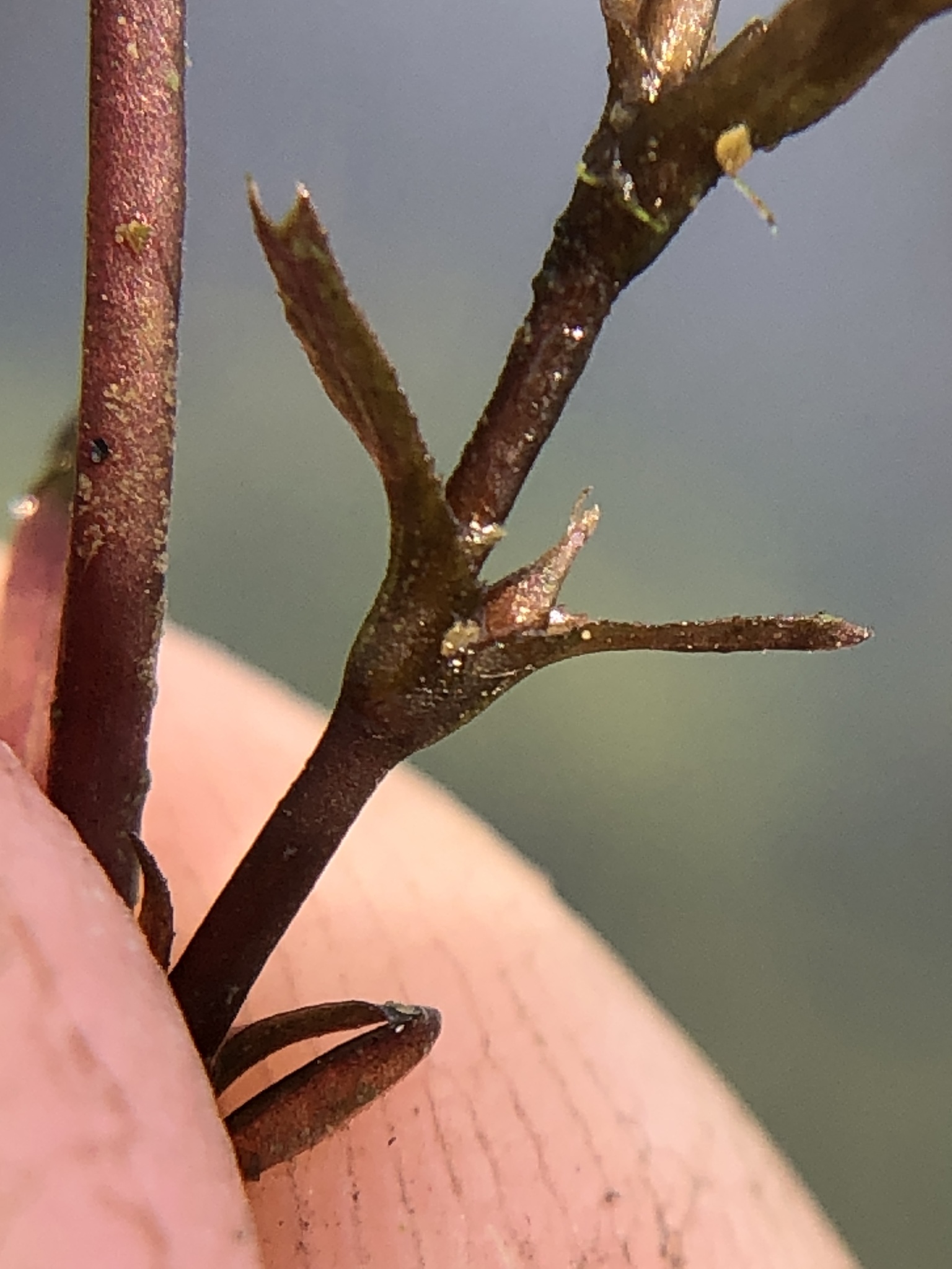 Najas guadalupensis ssp. guadalupensis