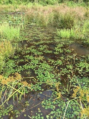 Trapa natans bispinosa