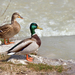 綠頭鴨 - Photo (c) 匿名，保留部份權利CC BY-SA