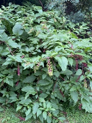 Phytolacca americana
