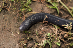 Gymnophiona