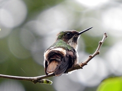 Lophornis chalybeus