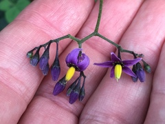 Solanum dulcamara