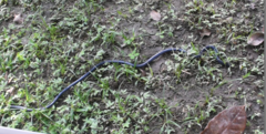 Gymnophiona