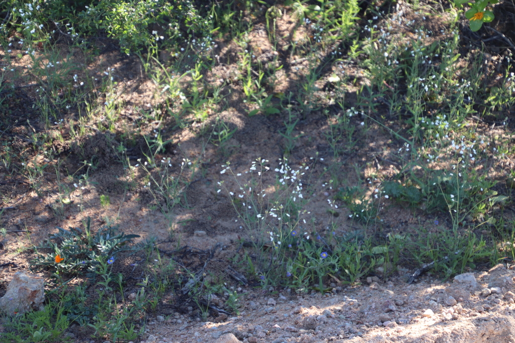 Clasping Sunspurge from Skilpad viewing area perimeter road, Namaqua ...