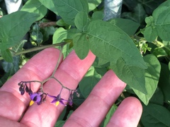 Solanum dulcamara
