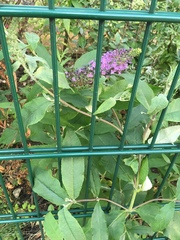 Buddleja davidii