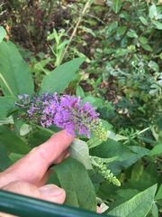 Buddleja davidii