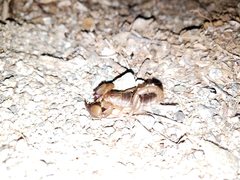 Nullibrotheas allenii