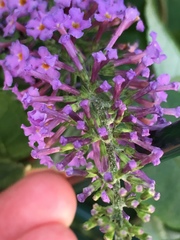 Buddleja davidii