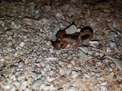 Nullibrotheas allenii