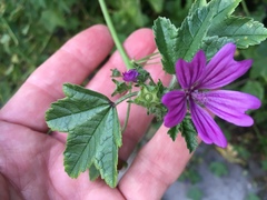Malva sylvestris
