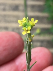 Sisymbrium officinale