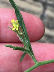 Sisymbrium officinale
