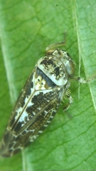 Athysanini