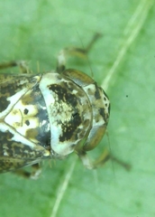 Athysanini