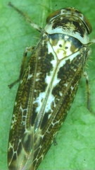 Athysanini