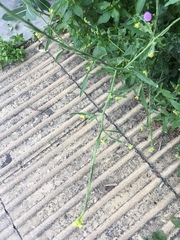 Sisymbrium officinale