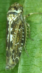 Athysanini