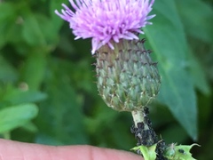 Cirsium arvense