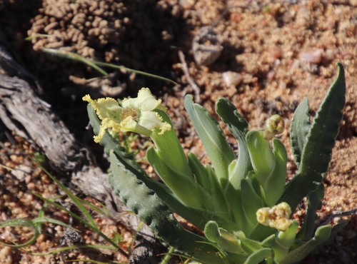 Ferraria macrochlamys