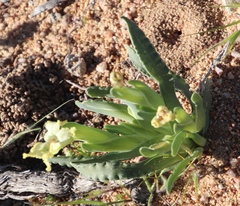 Ferraria macrochlamys macrochlamys