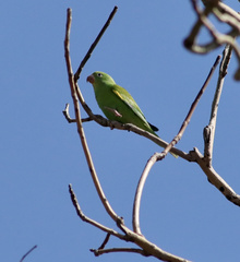 Brotogeris chiriri