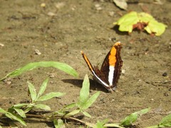 Doxocopa