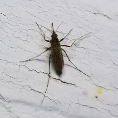 Psorophora discolor