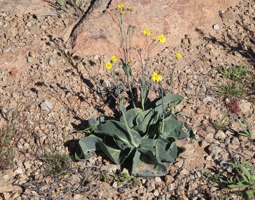 Image of Othonna macrophylla by (c) Tony Rebelo, some rights reserved (CC BY-SA)